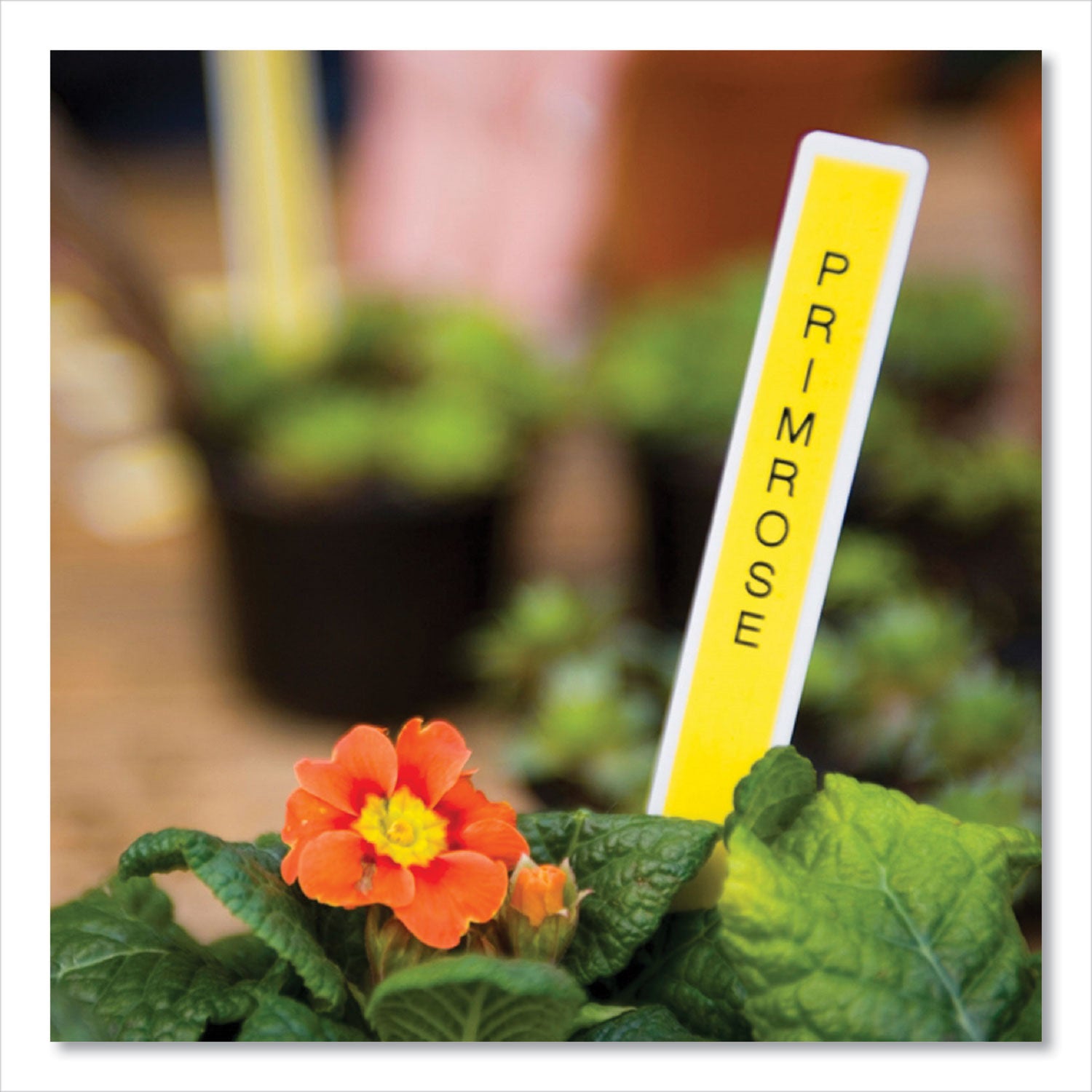 Brother P-Touch® Tze Laminated Removable Label Tapes, 0.35" X 26.2 Ft, Black On Yellow