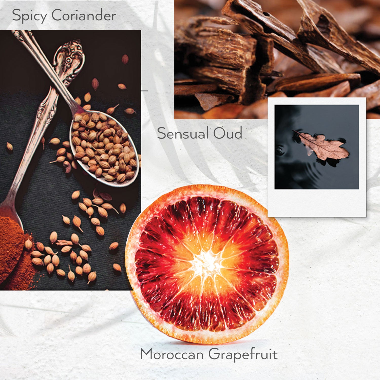 Guild+Pepper® Shower Gel, Warm Oak Scent, 12.2 oz, 12/Carton